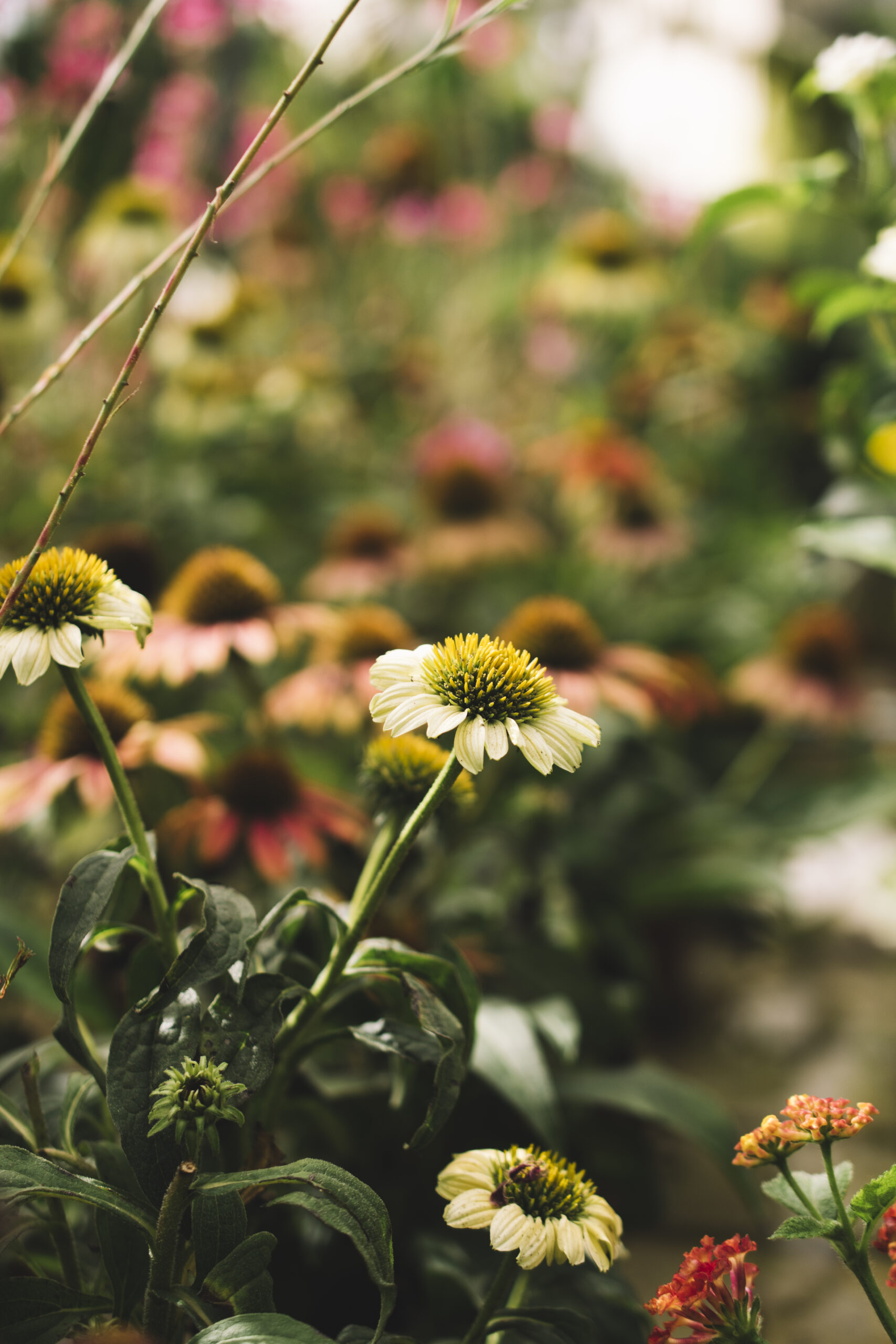 summer-vegetation
